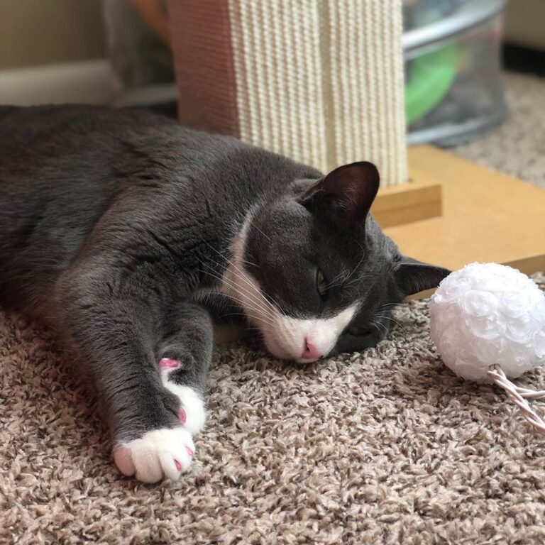 Someone got very tired of the laser pointer.
