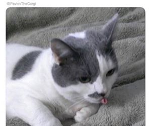 FunnyCatSite