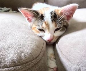FunnyCatSite