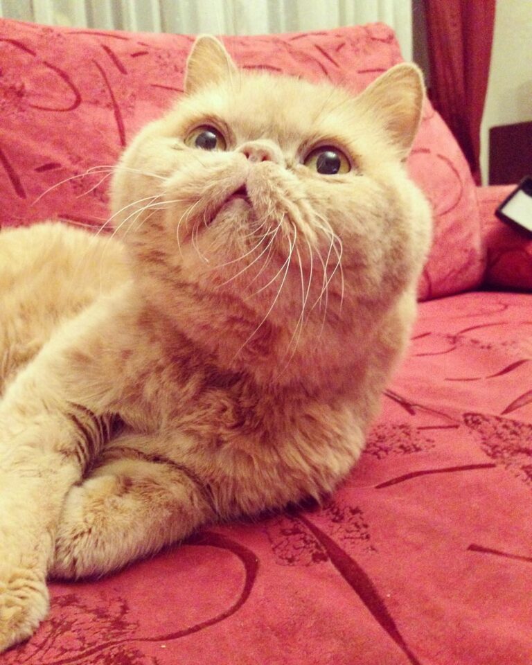 Such a happy boy