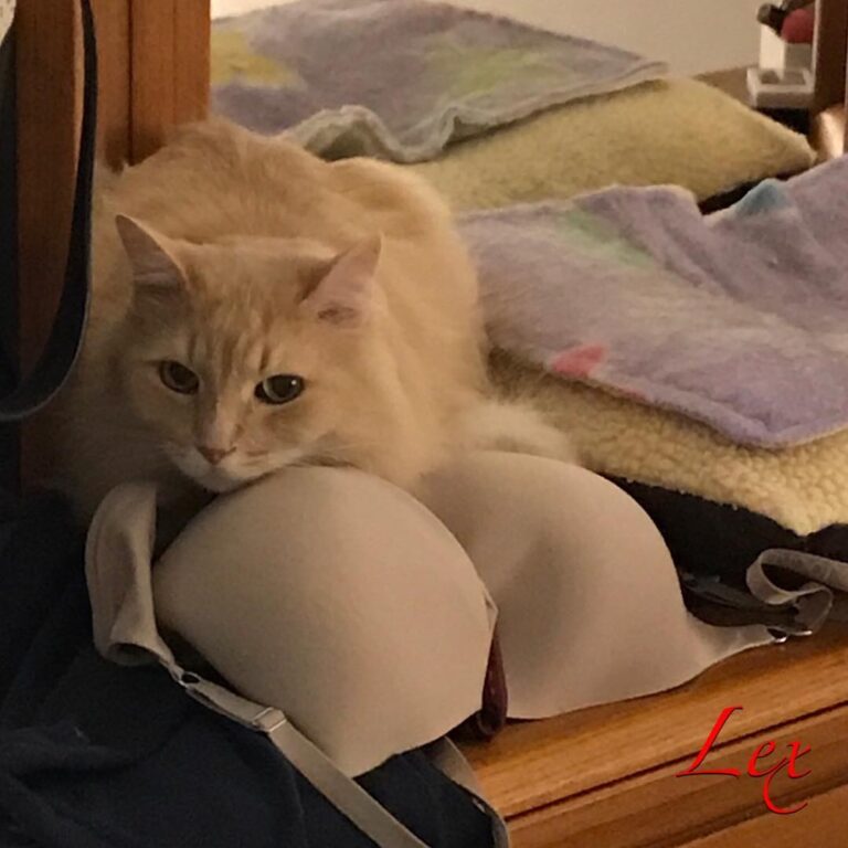To that time I hung out with this padded interloper on our dresser.