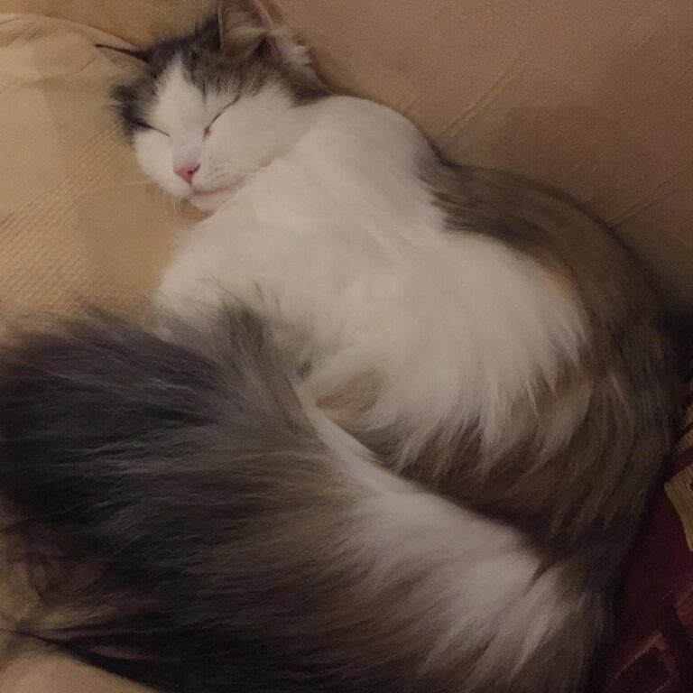 Tail bigger than me