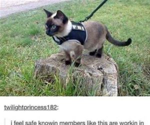 FunnyCatSite