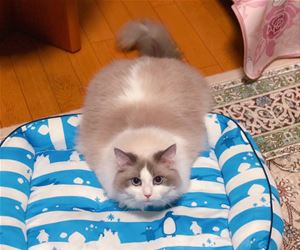 FunnyCatSite