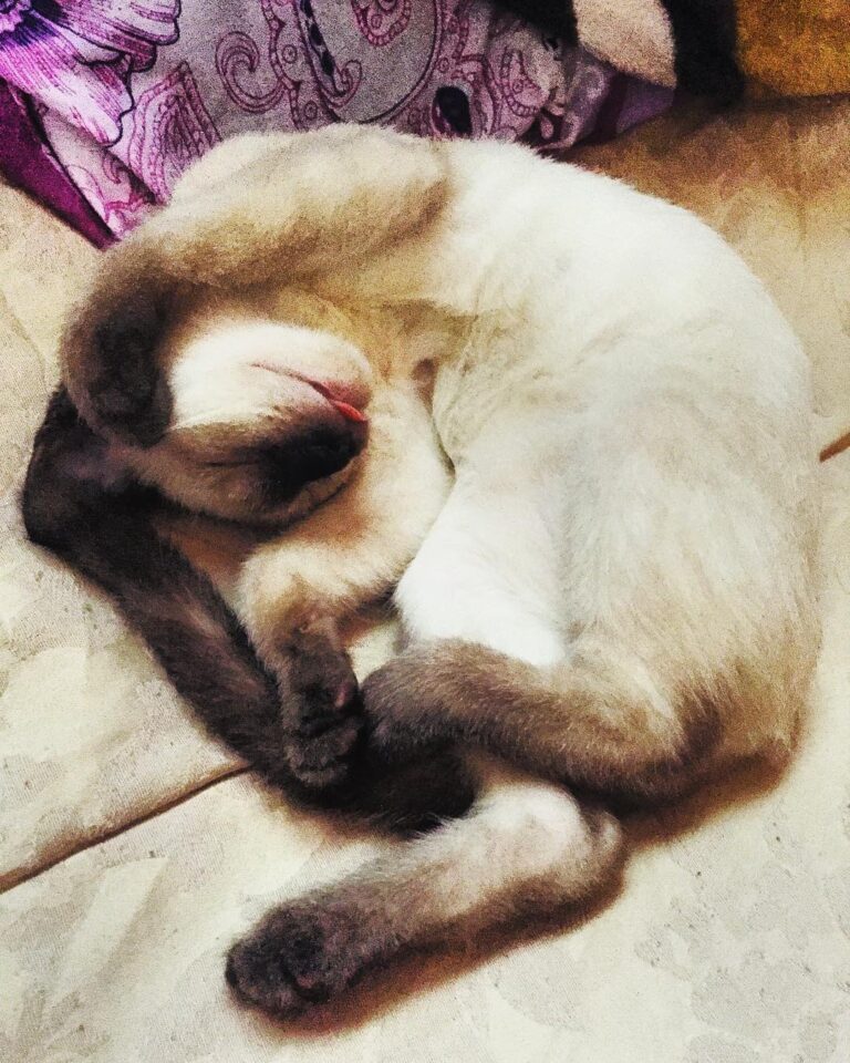 This is how I sleep