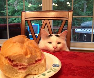 FunnyCatSite