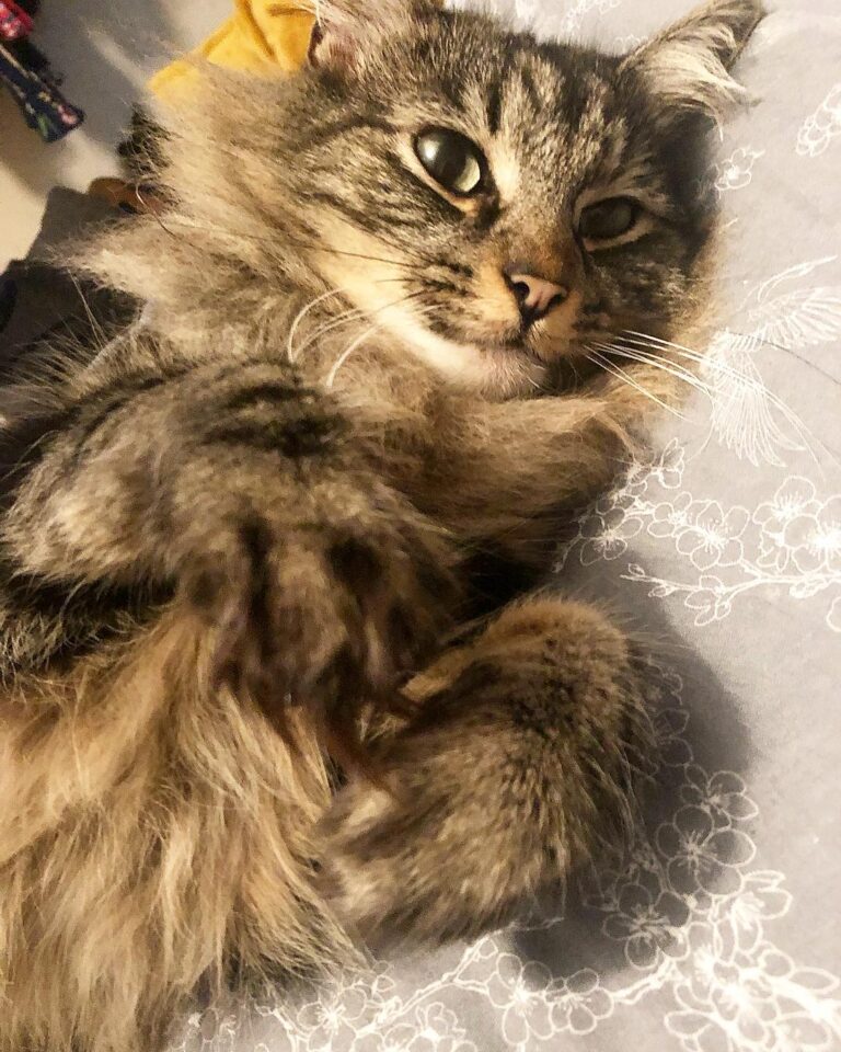 Those big fluffy paws on Gatsby