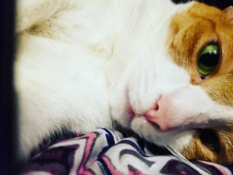 Tongue bleps from my Heidi.