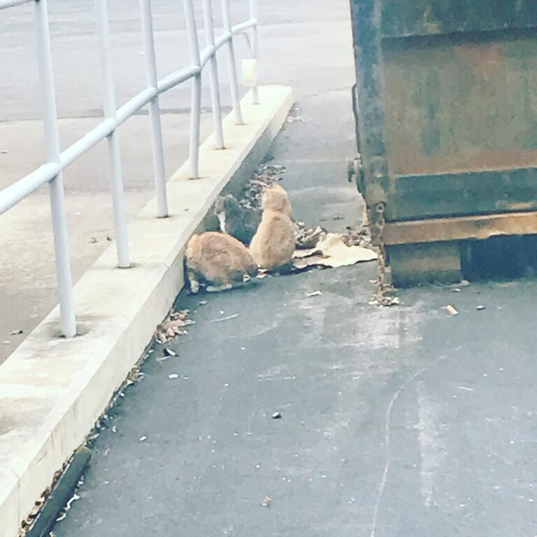 Trash kitties