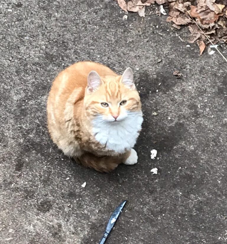 Trash kitty