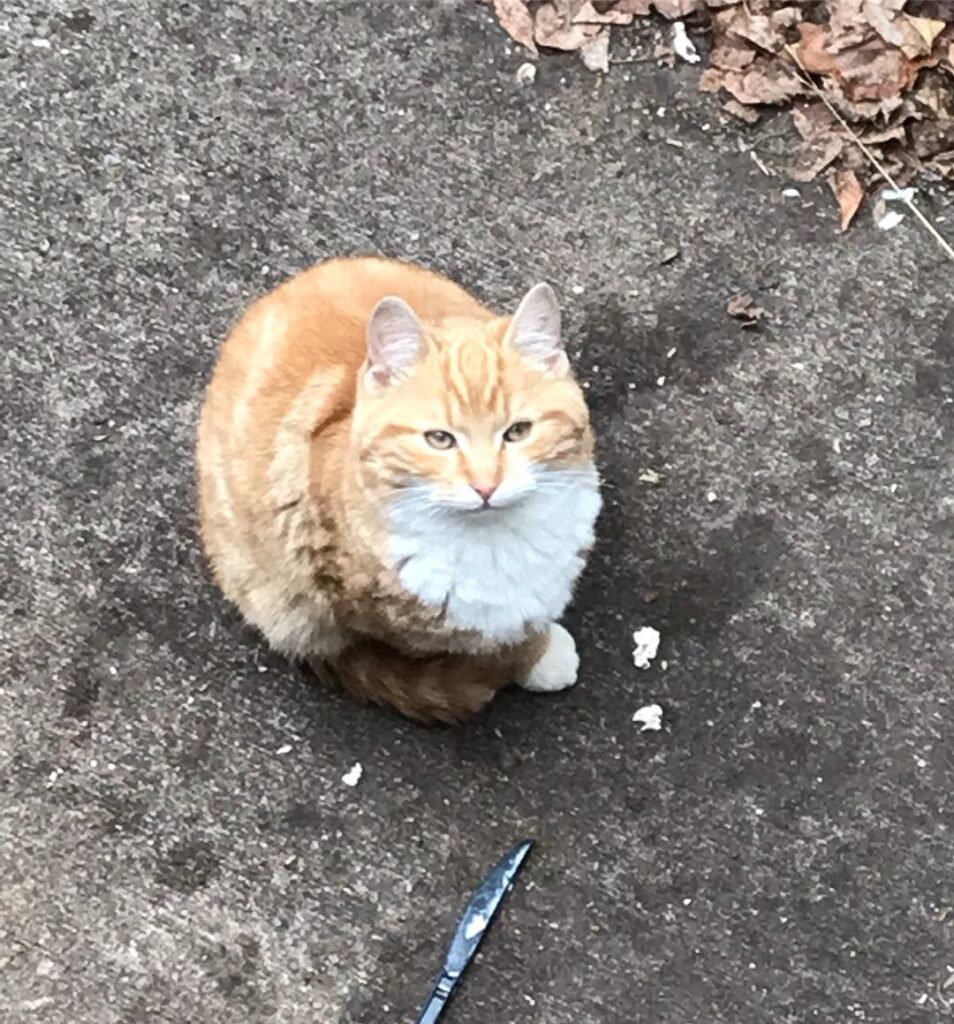 Trash kitty