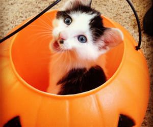 FunnyCatSite