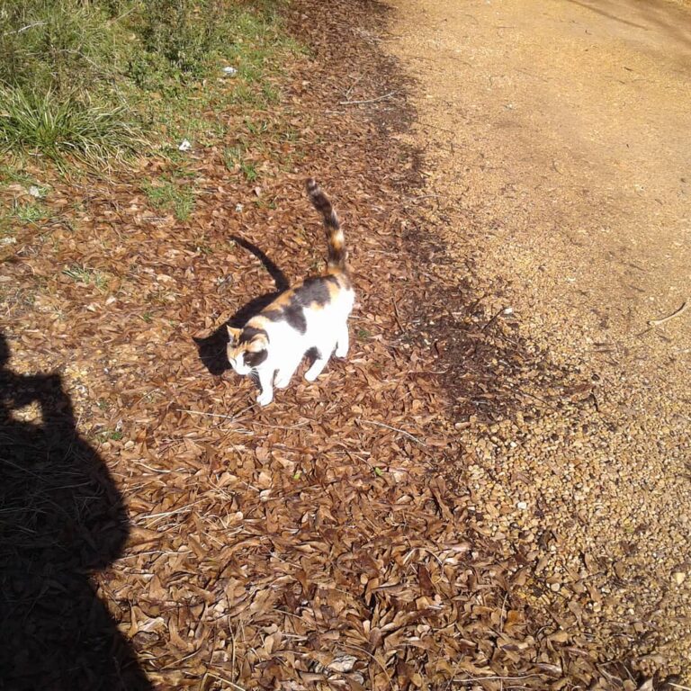 Trixie wondering about on the farm.