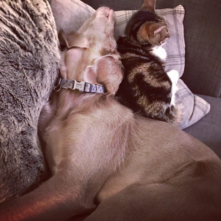 Turns out that cats make very good pillows, my brother Billy is a