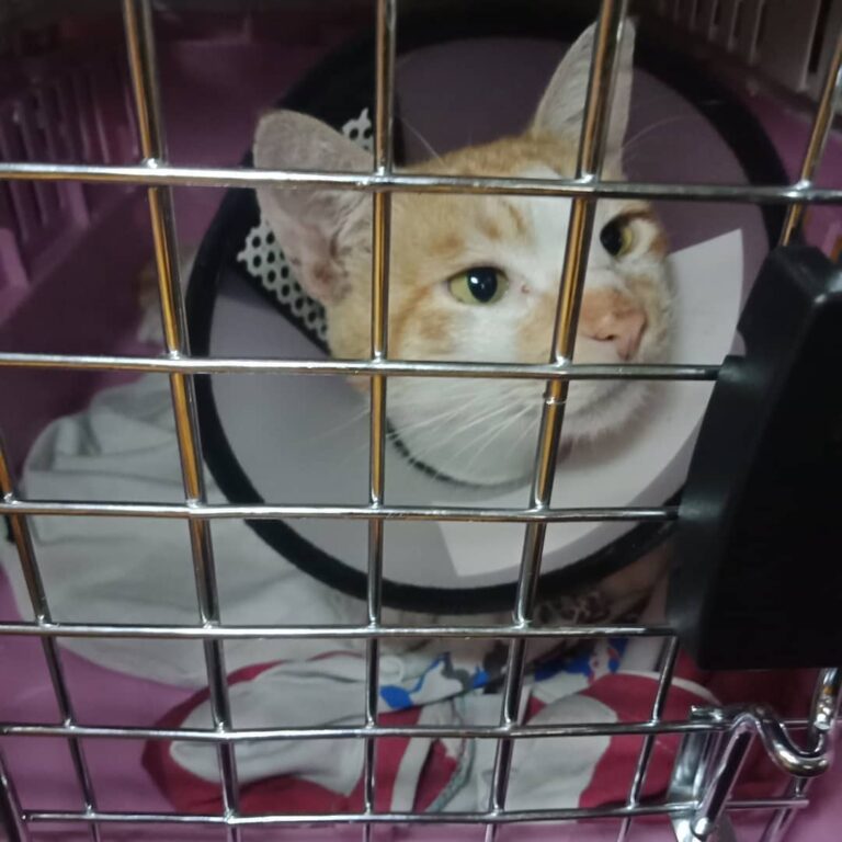 UPDATE pt.2 : Sadly, we’ve got bad news.The result of his blood test