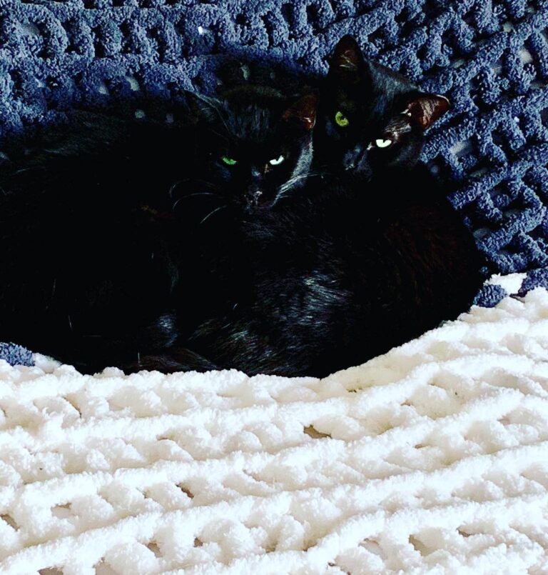 Victoria and Lewis are special needs senior cats at A4A. And they
