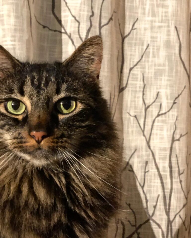 Vogue . . .