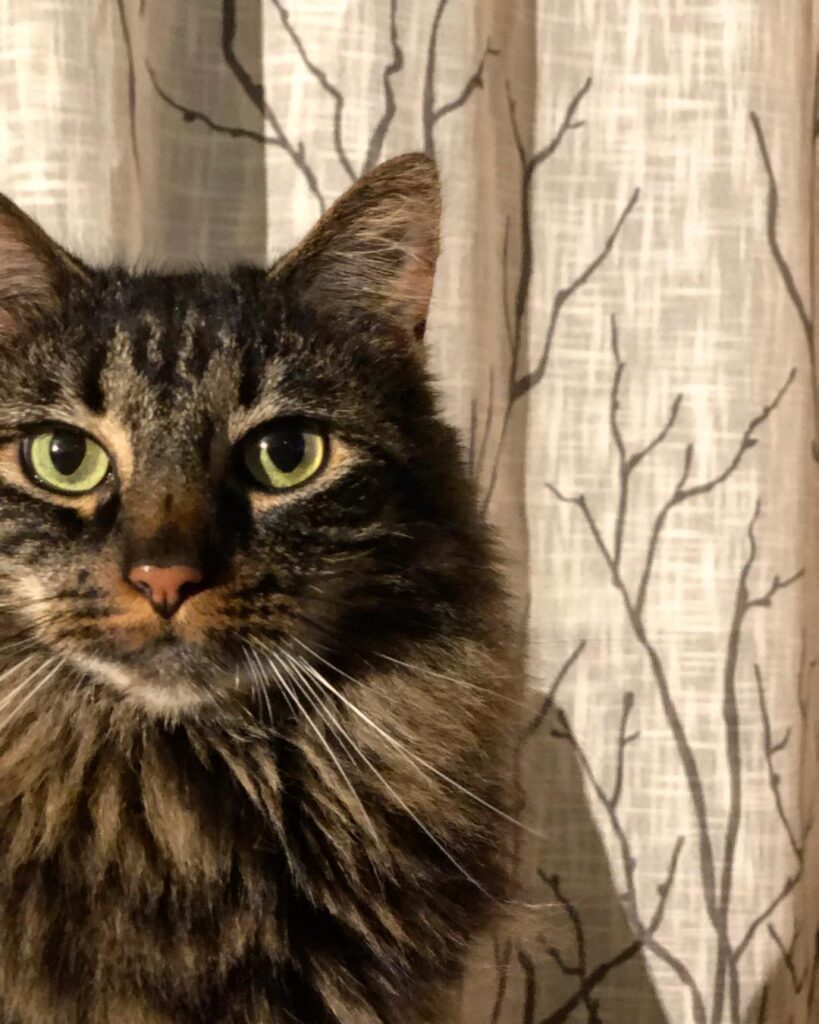 Vogue . . .