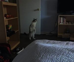 FunnyCatSite