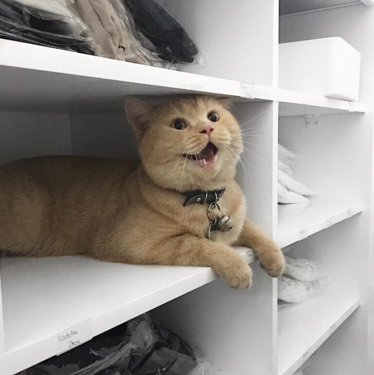 Wat zup       #猫 #ねこ #ネコ #貓 #고양이