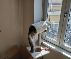 FunnyCatSite