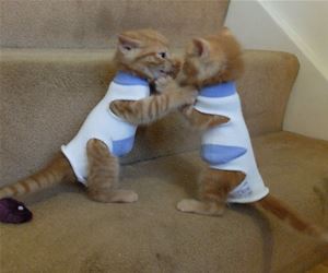 FunnyCatSite