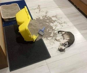 FunnyCatSite