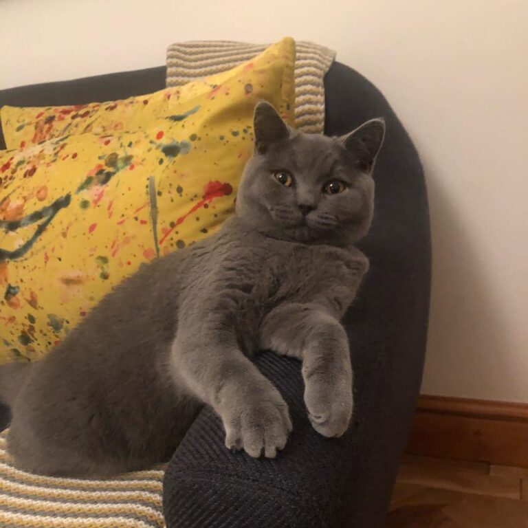 What you lookin’ at?! Just casually sat here, watching TV, like a