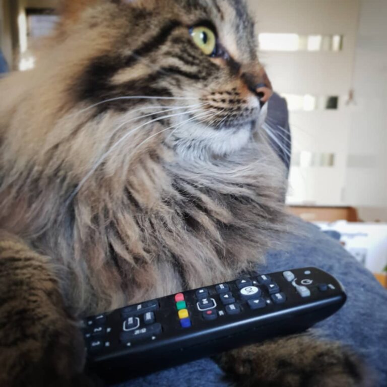 What’s your favorite television show?