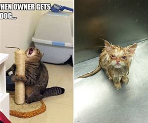 FunnyCatSite