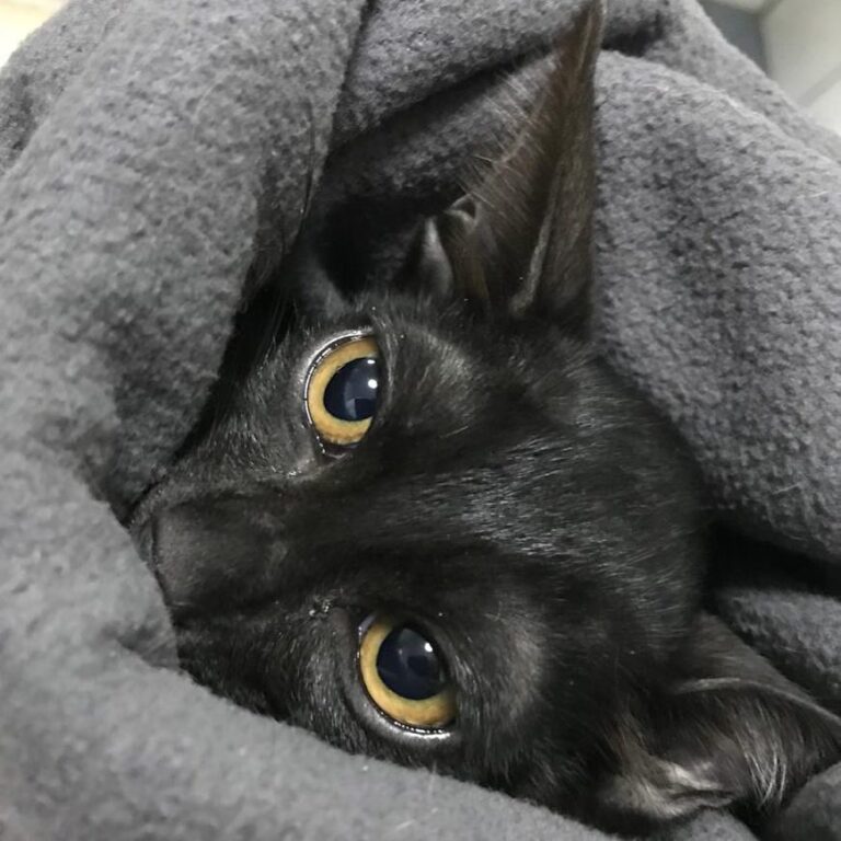 Who can resist those eyes. When Dobby was 3 months old his ears were