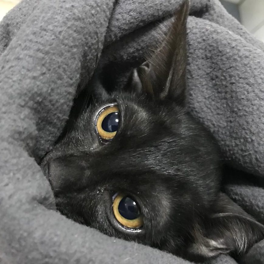 Who can resist those eyes. When Dobby was 3 months old his ears were