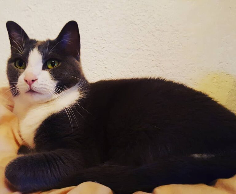 Cute Cat Moment