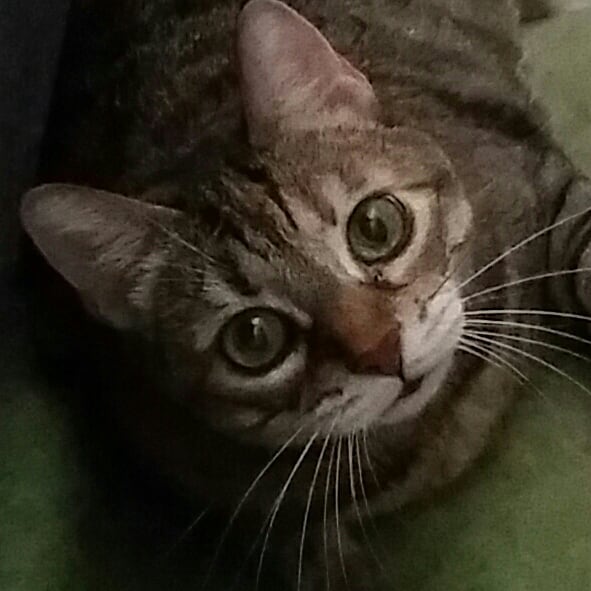 Cute Cat Moment