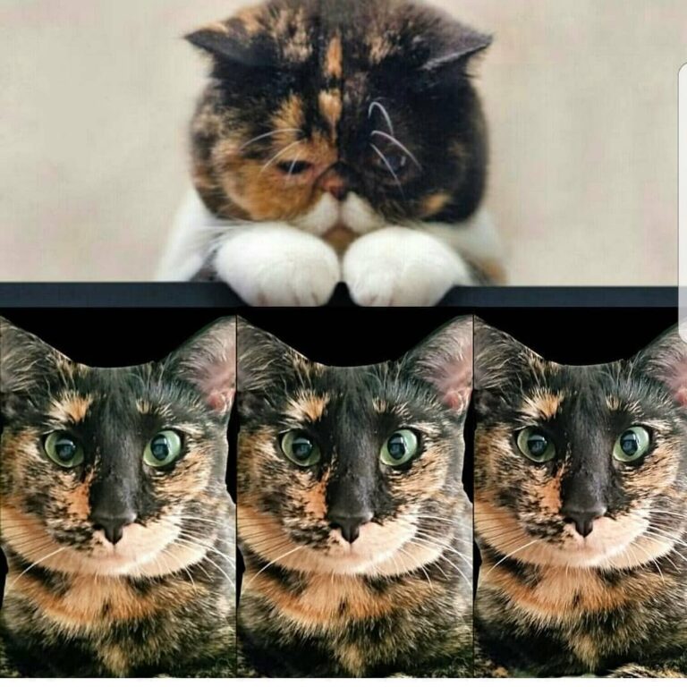 . . . . . . . . . . . . .