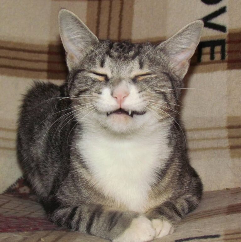 Алисонька#кошка #кошкин_дом #кошкиправятмиром #котэ #кот