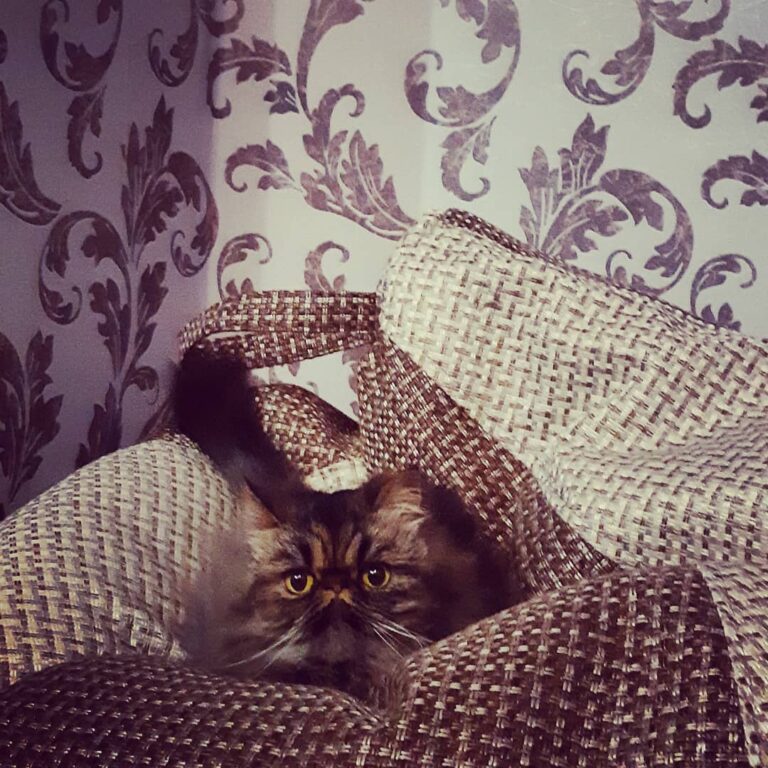 Заначка