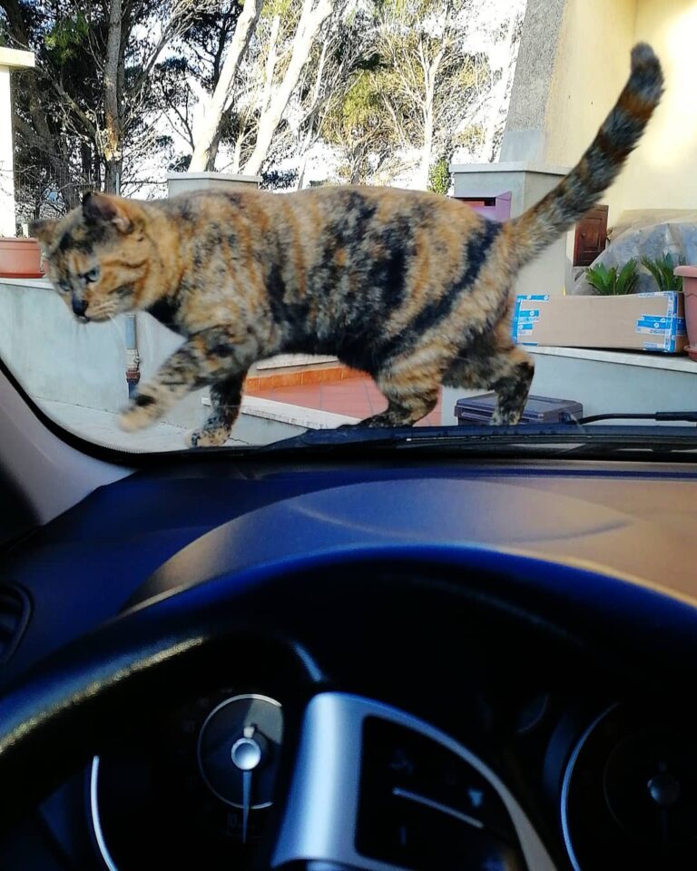 •1/1/2019• “Felice colui che non esige dalla vita più di quanto essa