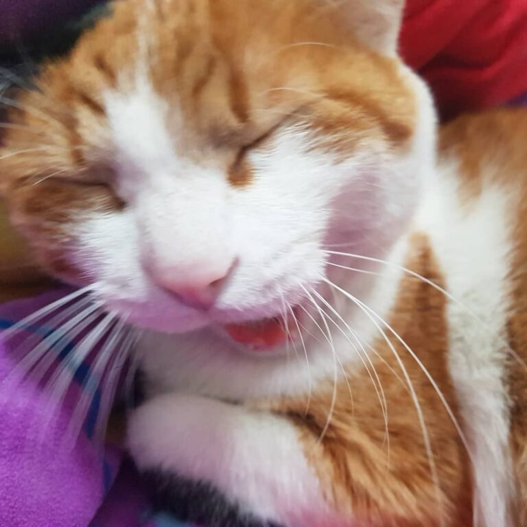 흐아암~ #옹이 #하품 #순간포착