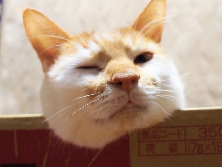 2019.01.06 . . やあ、 一緒に 箱に入らない？ の、むぎ。 . . #猫 #ねこ #ネコ #みんねこ #ねこ部