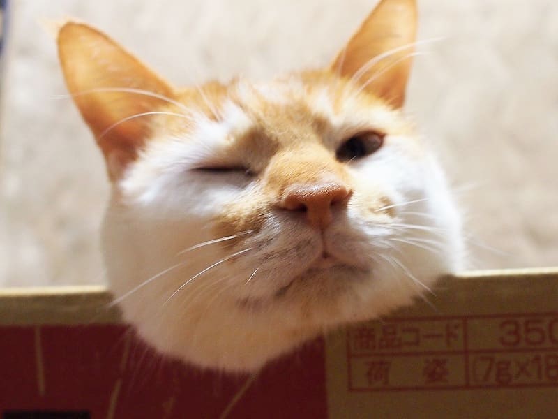 2019.01.06 . . やあ、 一緒に 箱に入らない？ の、むぎ。 . . #猫 #ねこ #ネコ #みんねこ #ねこ部