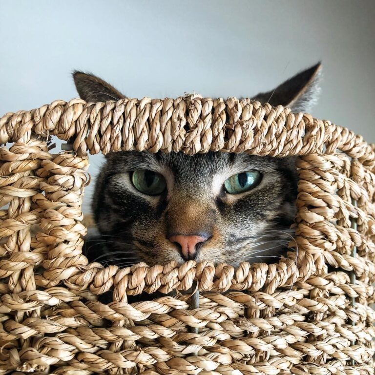 A basket o’ cat. Ossie has found a retreat.