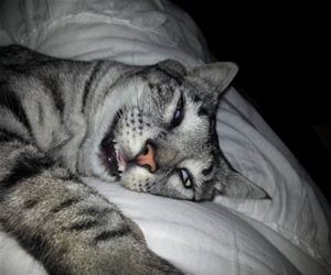 FunnyCatSite