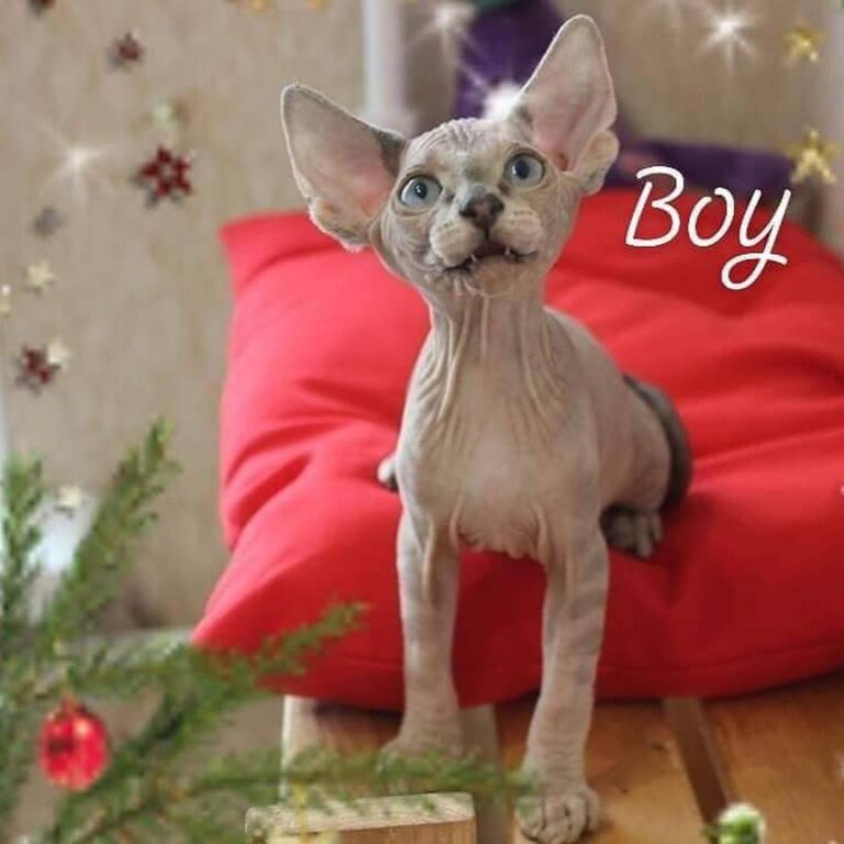 All of these little naked kittens are available to come home this