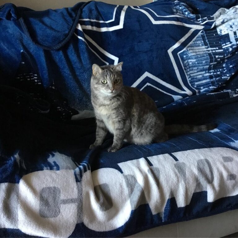 All ready for the game tonight!! Hope Meowmy doesn’t yell at the TV