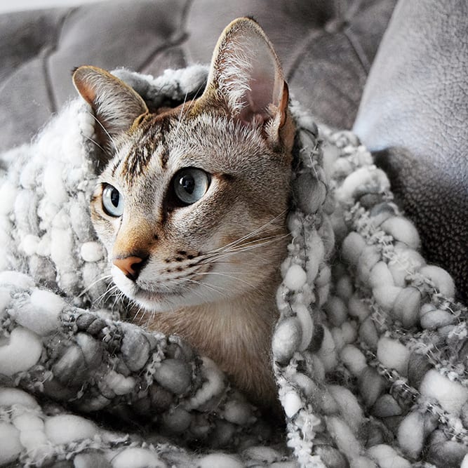 And now it’s Ed’s turn in the blanket . . . . . . .