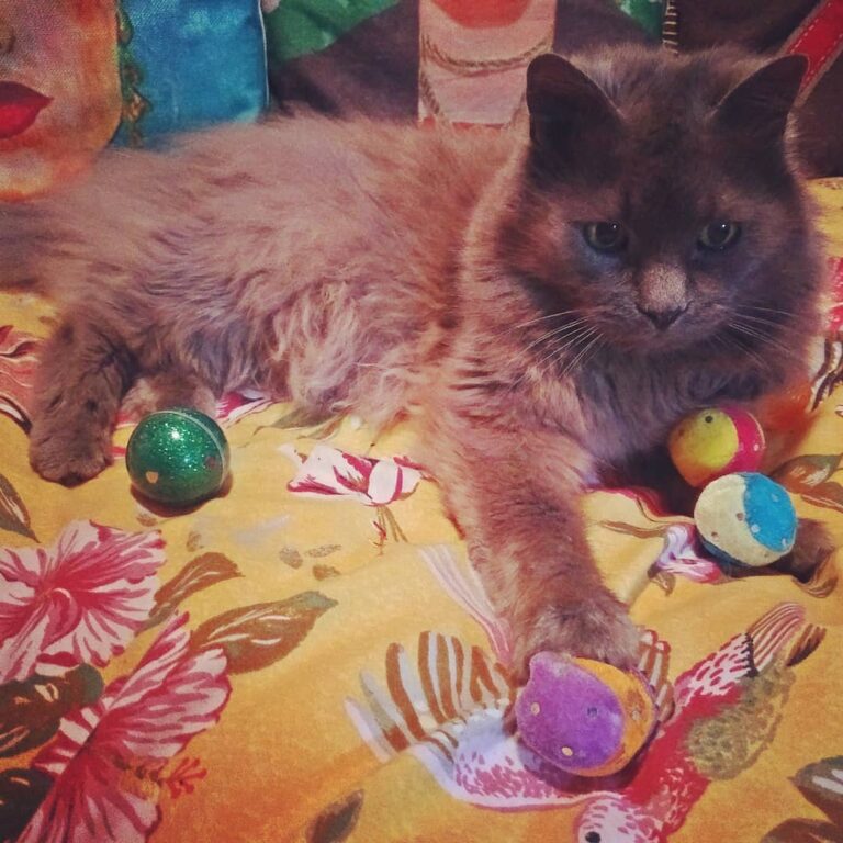 Apparently all toys are the sole property of HRH Lister Van-Cat.