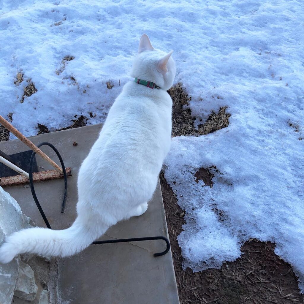 Auntie Snow in the snow! It’s her first time seeing some, and she