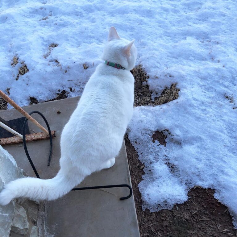 Auntie Snow in the snow! It’s her first time seeing some, and she