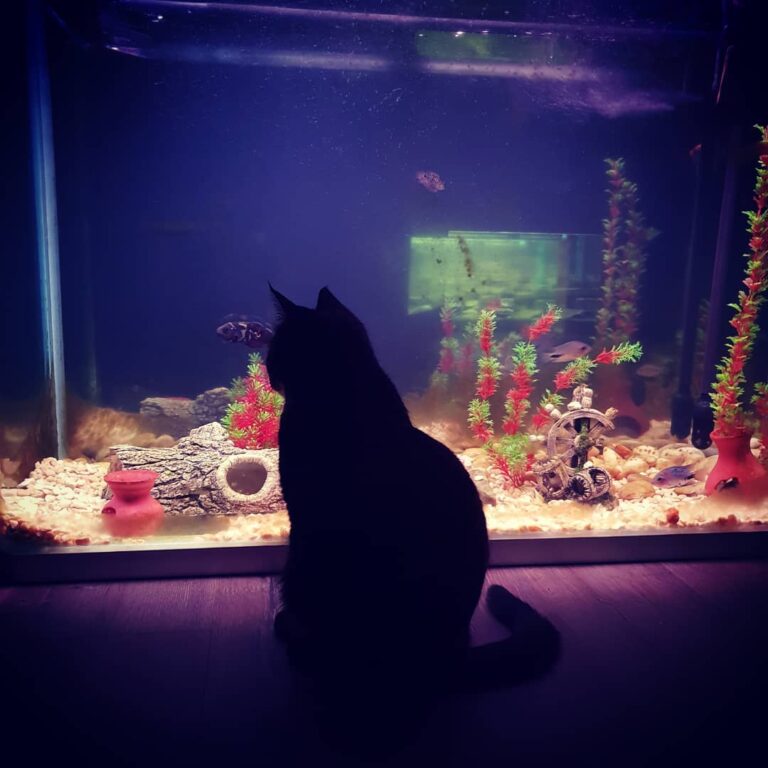 Bella in the night, fish hunting, shhhhh